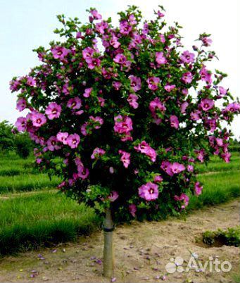 Древовидный сирийский гибискус