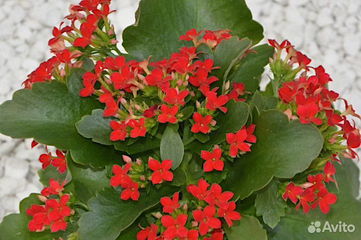 Комнатные цветы каланхоэ