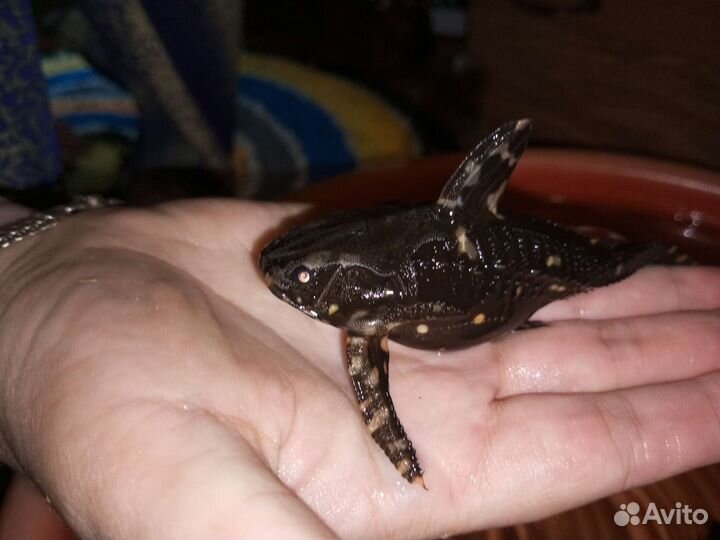 Сомик Агамиксис