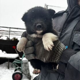 Русско европейская лайка