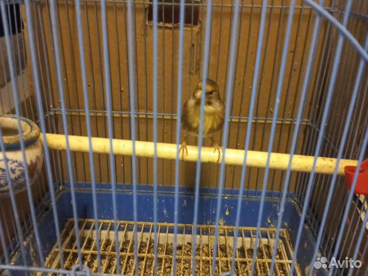 Птица гибрид