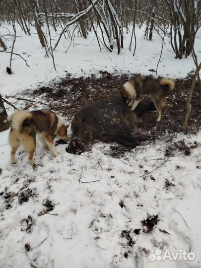 Охотничьи собаки лайки рабочие