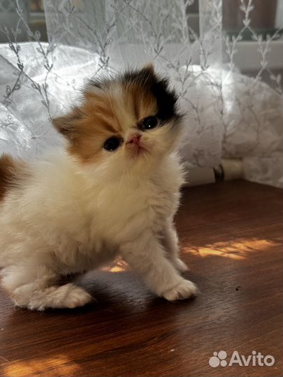 Малыши