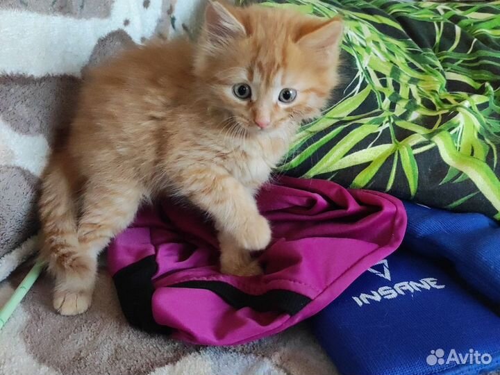 Котята
