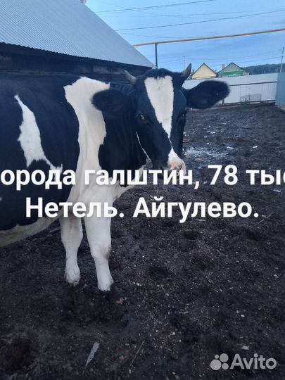 Корова стельная