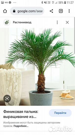 Пальмы финиковые в контейнерах
