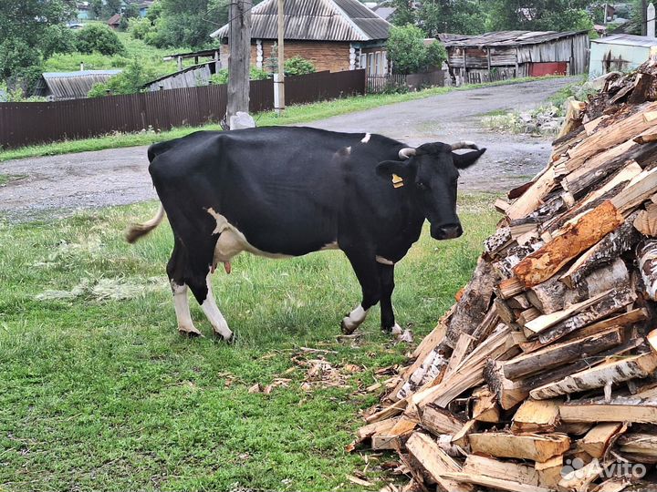 Корова дойная