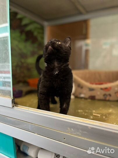 Маленький котенок бесплатно из приюта