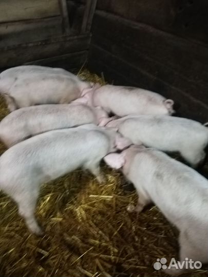 Поросята