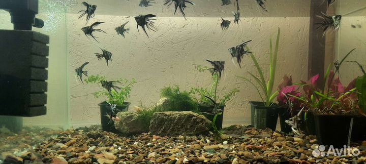 Креветки Блю Дрим, крабики и рыбки