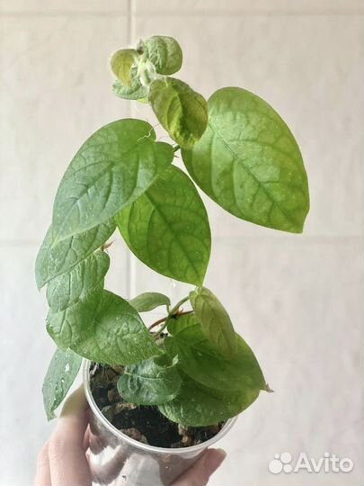 Растения для террариума / флорариума