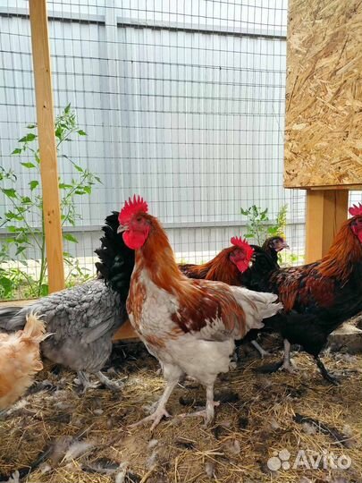 Петух маран