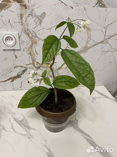 Клеродендрум Томсона