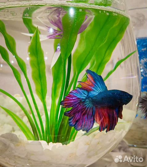 Рыбка петушок с аквариумом
