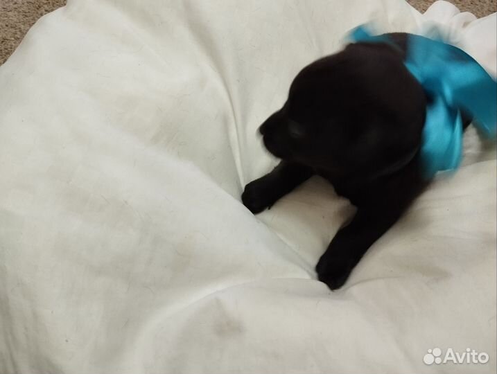 Щенки маленькой дворняжки им только месяц