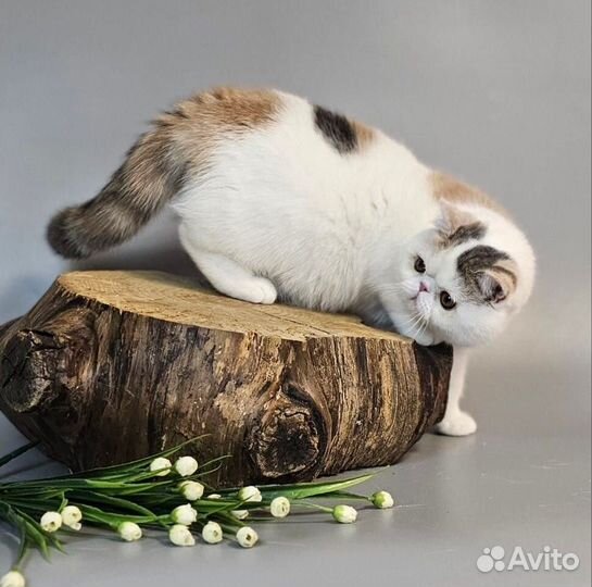 Персидская