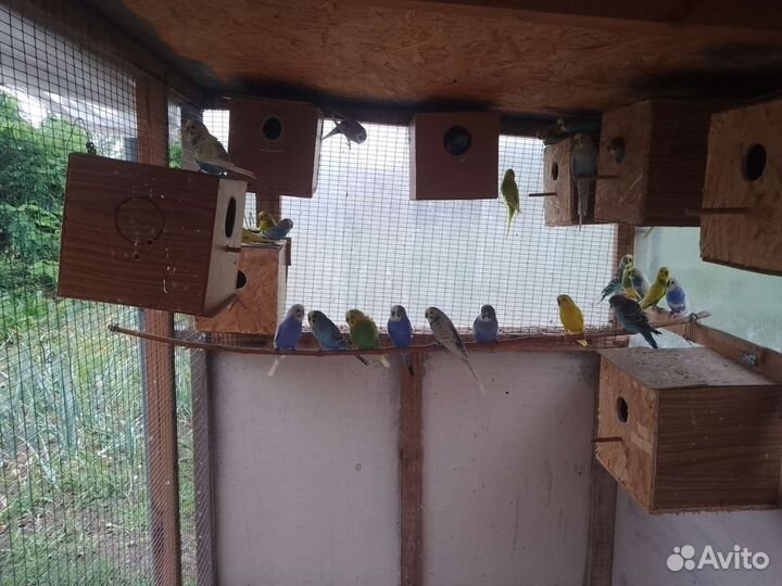 Волнистые попугаи