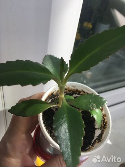 Каланхоэ лекарственное