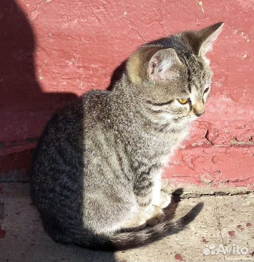 Кошечки