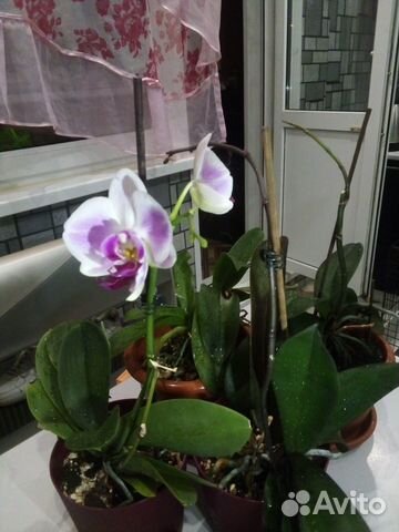 Орхидеи 4 шт.разного сорта, только вместе