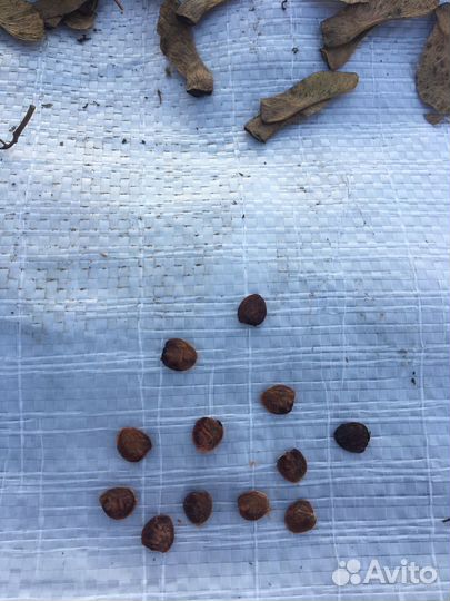 Желуди каштаны семена