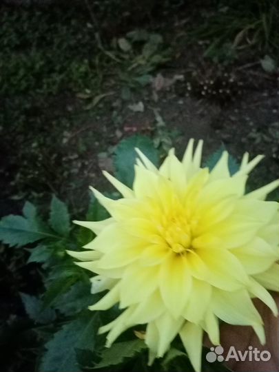 Георгины клубни