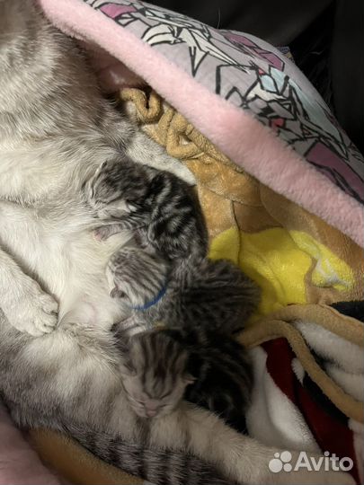 Шотландские котята