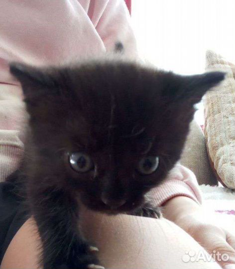 Кошка в дар бесплатно В добрые руки