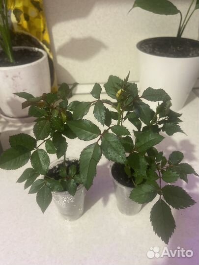 Комнатные растения розы