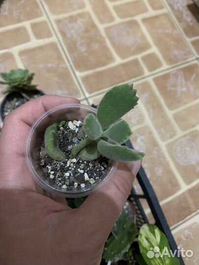 Суккуленты2 50р