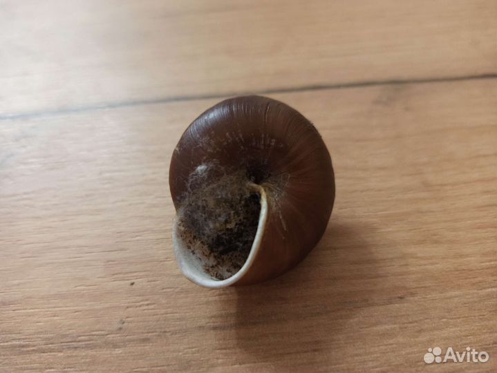 Морская раковина