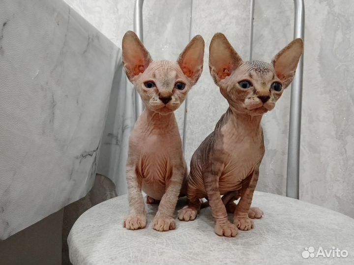 Канадский сфинкс котенок