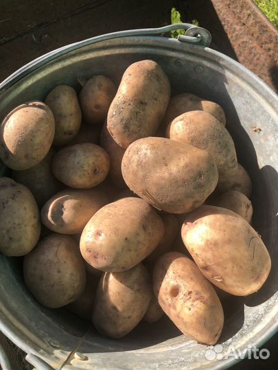 Семенной картофель