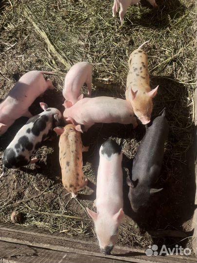 Поросята