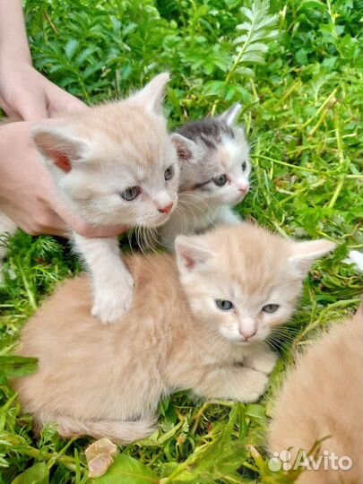 Котята крысоловы