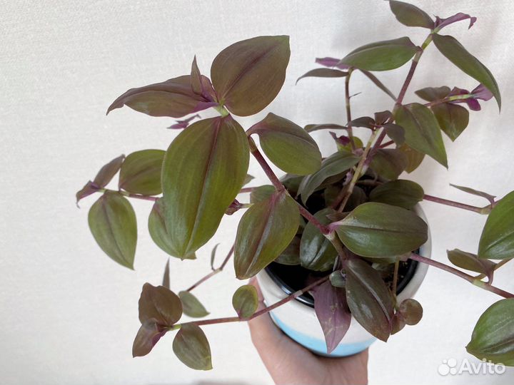 Традесканция шоколадный холм