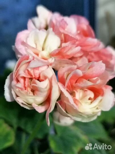 Пеларгония герань