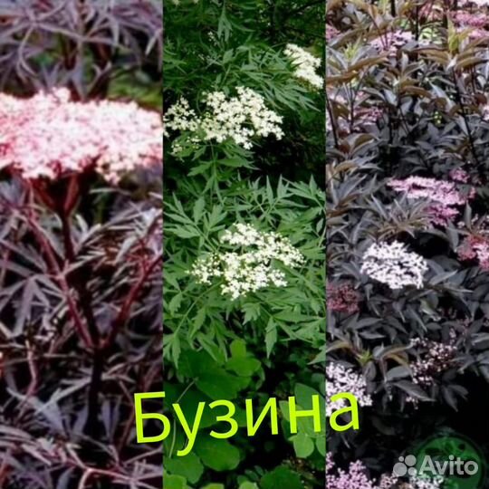 Декоративные растения для сада, вейгела