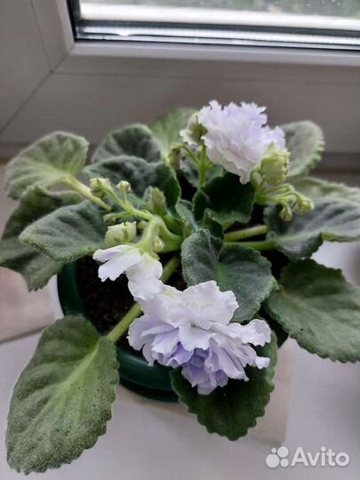 Фиалка в горшках