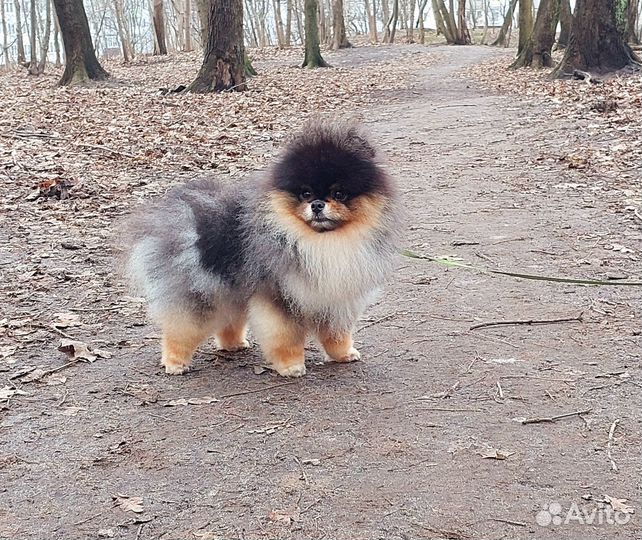 Вязка,померанский шпиц