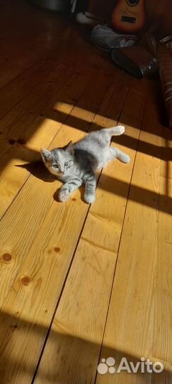 Котенок в добрые руки бесплатно мальчик