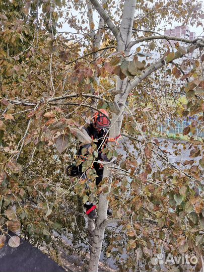 Спил и удаление аварийных деревьев