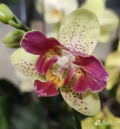 Пелорики бабочки из Азии