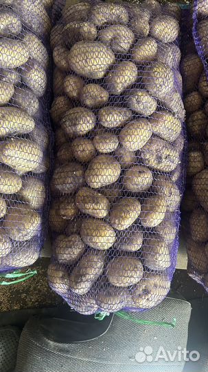 Картофель оптом