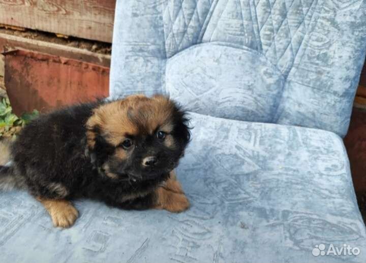 Крупный щеночек