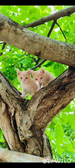 Котята мальчишки в добрые руки
