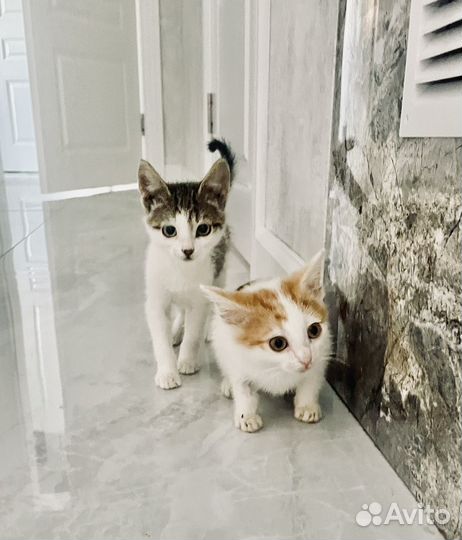 Котенок рыжий в добрые руки бесплатно