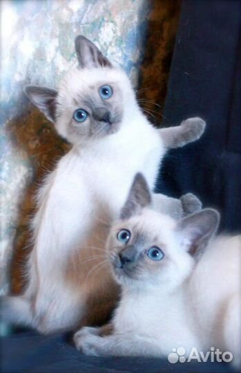 Котенок 1,5 месяца