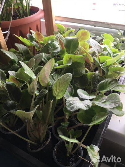 Фиалка лф малиновый йогурт