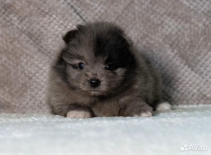 Шпиц мраморная красотка